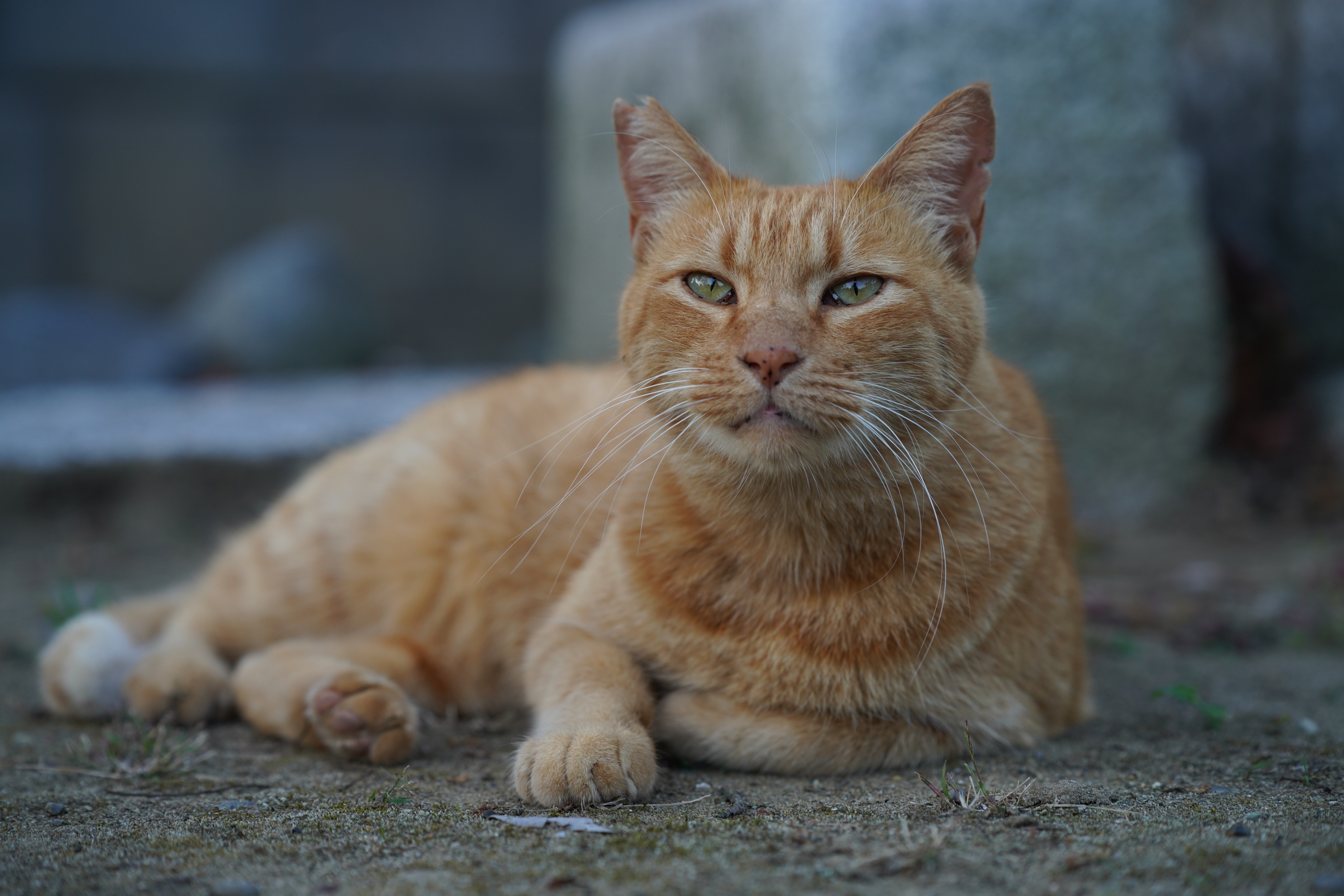 <span class="fnt-85">α7R IV / 90mm F2.8 DG DN｜Contemporary / 絞り優先AE（F4・1/250秒・-0.3EV） / ISO 400</span>