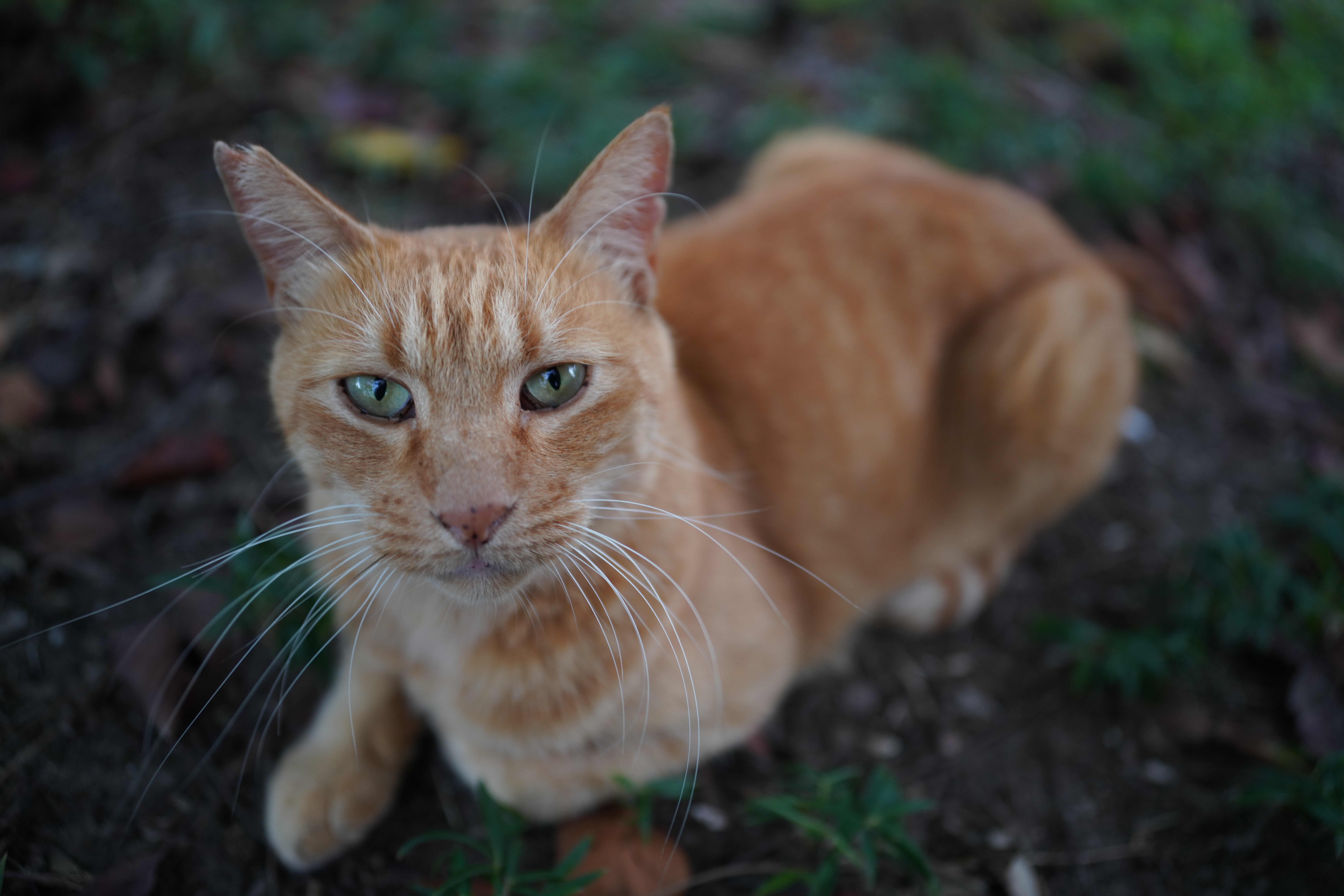 <span class="fnt-85">α7R IV / 24mm F2 DG DN｜Contemporary / 絞り優先AE（F2・1/100秒・-0.3EV） / ISO 400</span>