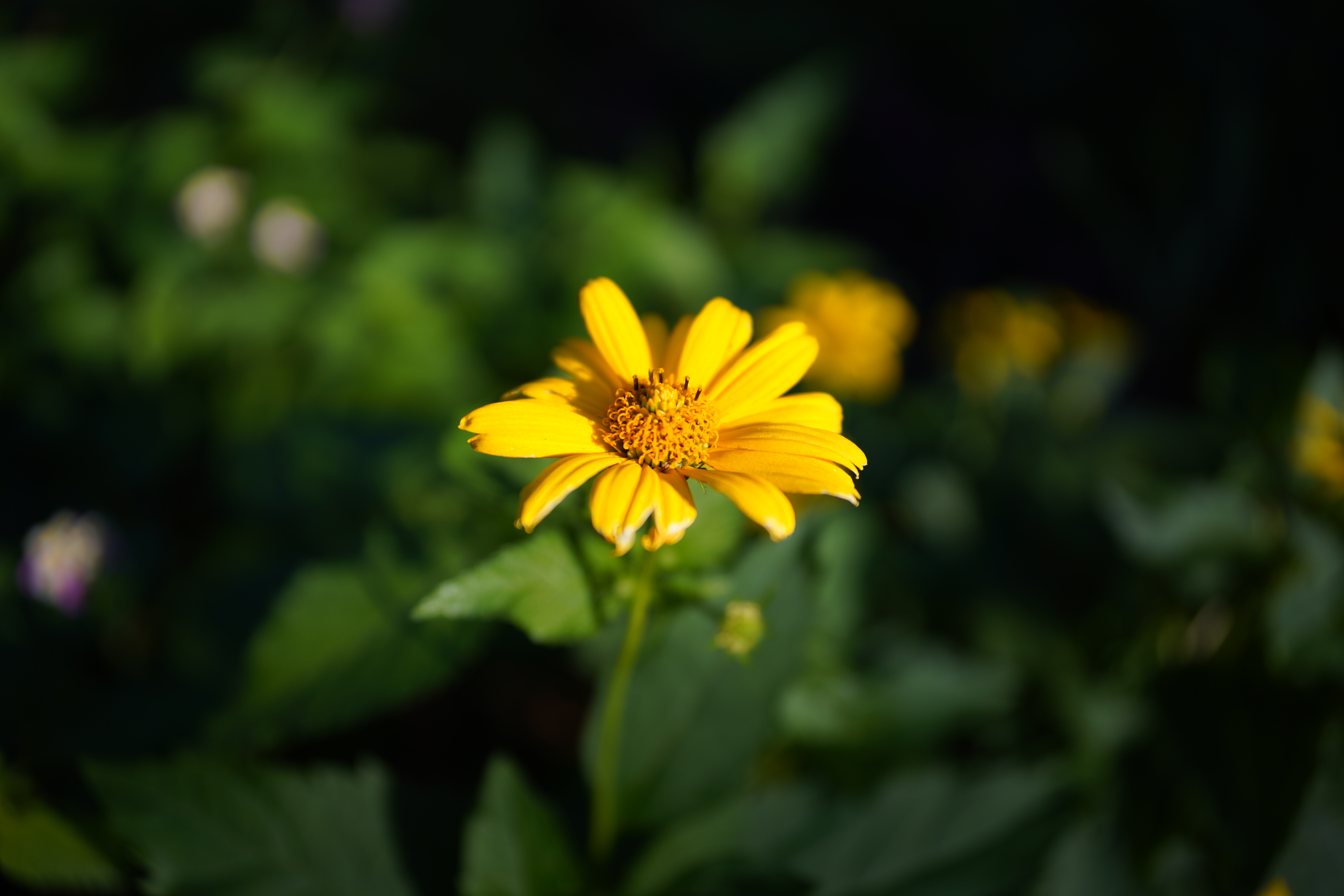 <span class="fnt-85">α7R IV / 24mm F2 DG DN｜Contemporary / 絞り優先AE（F2・1/1,000秒・-0.7EV） / ISO 100</span>