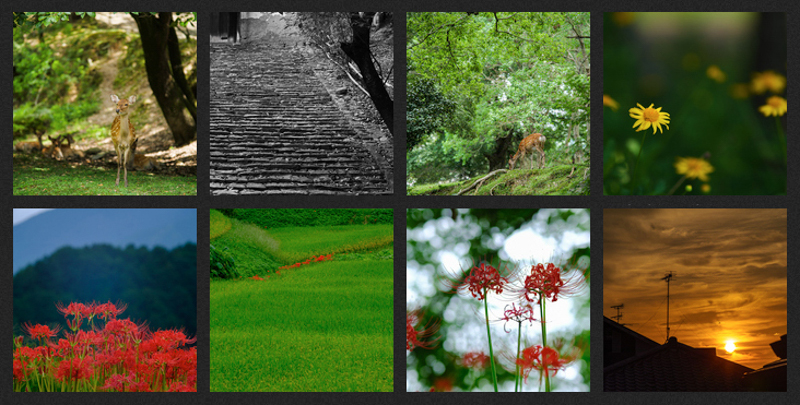 サンプルカット（焦点工房提供）