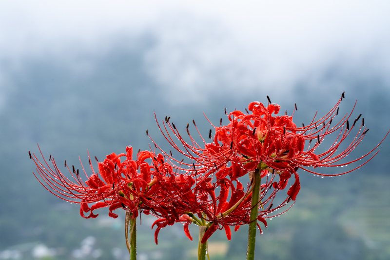 花に寄るときは普段以上に構図に細心の注意を払う。水平ラインはもちろん、左右の空間のバランス、上部の霧の入れ方も重要。構図決定に三脚は不可欠だ<br>ソニーα7R IV　/ FE 100mm F2.8 STF GM OSS / 100mm / マニュアル露出（F16、1/50秒） / ISO 1000 / WB:太陽光