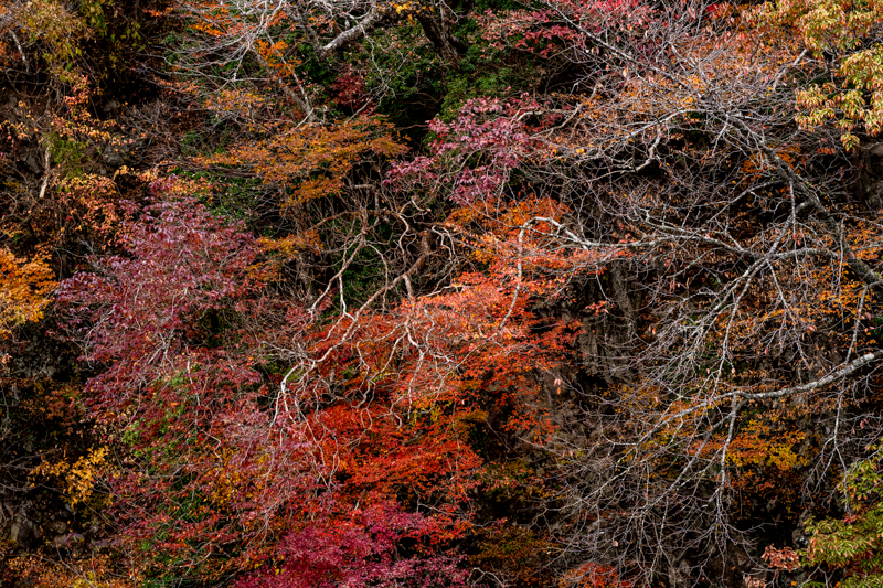 さまざまな要素が入った紅葉風景。白く枯れた古木の位置をどう処理するかがポイント。自分の中で構図がピタッとはまるまで、ダイヤルで微調整しながら仕上げた<br><span class="fnt-85">ソニーα7R IV / FE 100mm F2.8 STF GM OSS / 100mm / マニュアル露出（F8、1/15秒） / ISO 200 / WB:太陽光</span>