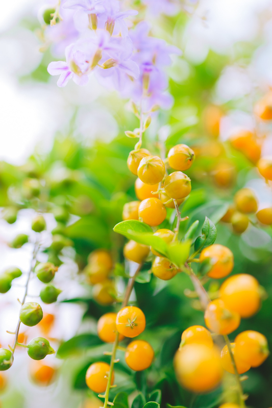 RF35mm F1.8 MACRO IS STMのハーフマクロ性能を生かして開放絞りで撮影すると、今にも実が溢れ落ちてしまうような表現を引き出せた<br>EOS R5／RF35mm F1.8 MACRO IS STM／35mm／絞り優先AE（F2.8、1/250秒、＋1.0EV）／ISO 200