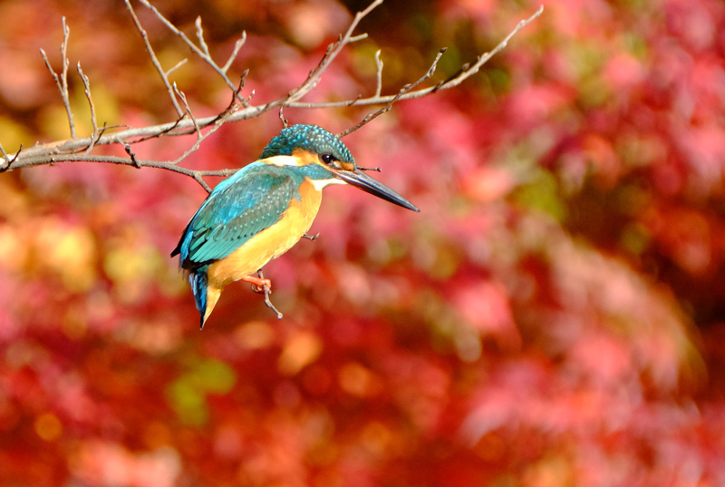 赤色の紅葉とカワセミ。その年の台風の状況などにより、紅葉の色も変化するのだという。先に登場したピンク色の紅葉とは別の年に撮影している