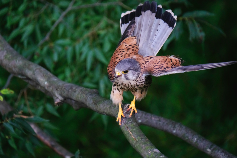 展示作品より「チョウゲンボウ」