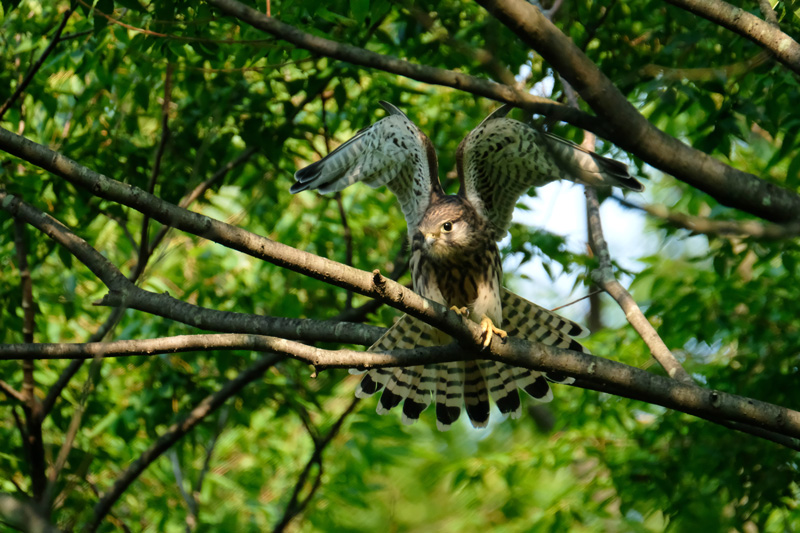 展示作品より「チョウゲンボウ」