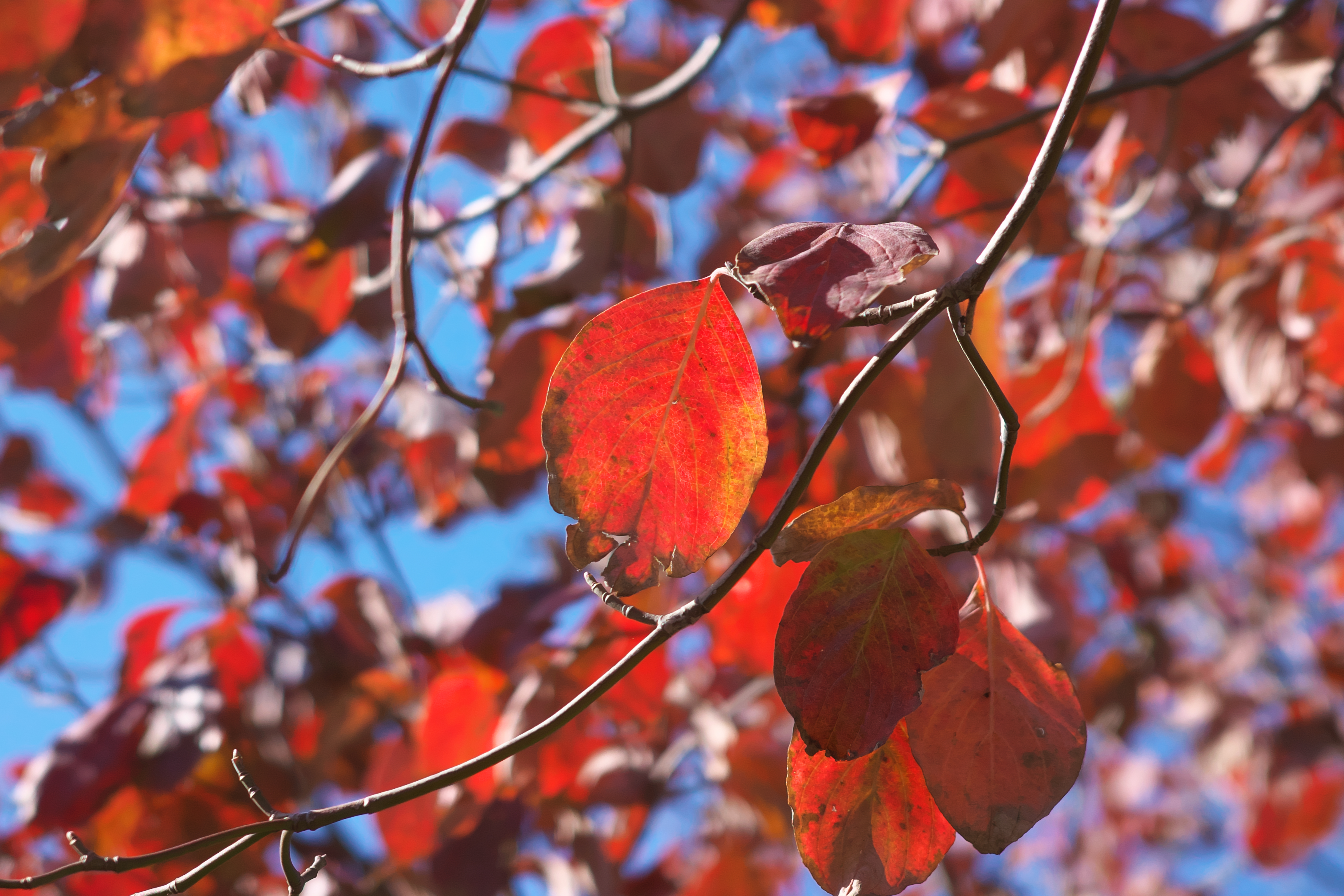 カメラ機能でクロップ（71mm相当）
