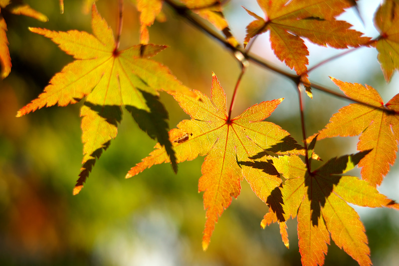 マクロモードに切り替え、紅葉の葉を透かすようなアングルを選んで撮影してみましたが、中央の合焦点位置のシャープネスは大したものです。手前の葉のボケた輪郭が少し暴れるようにうるさく感じるのはなぜでしょう。<br>RICOH GR IIIx　GR LENS 26.1mm F2.8+GT-2（F2.8・1/1,250秒）ISO 200　75mm相当