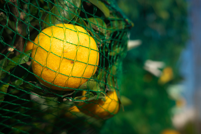 みかんと人工物の鳥よけネットという組み合わせでエッジの再現はどうなるのか、至近距離にて撮影してみましたが、とても優れています。この場合はボケにクセがなく、なだらかにボケてゆく繋がりがとてもうまく再現されています。<br>RICOH GR IIIx　GR LENS 26.1mm F2.8+GT-2（F2.8・1/1,000秒）ISO 200　75mm相当