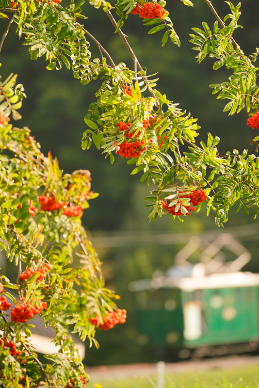 ソニーα7R III　FE 100-400mm F4.5-5.6 GM OSS（224mm）絞り優先オート（F5.6、1/250秒）ISO 400　WB:日陰　ニュートラル