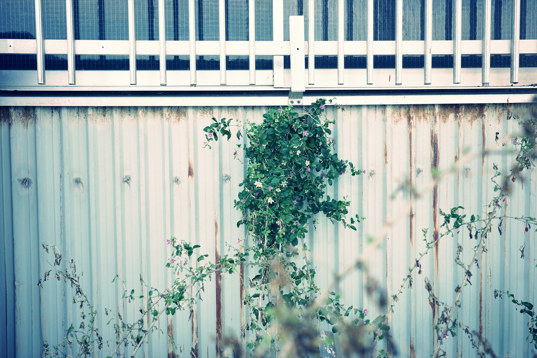 特にイメージコントロール「クロスプロセス」は色や風合いなど仕上がりを見ながらカメラ内RAW現像で仕上げている。<br>RICOH GR IIIx / 40mm / プログラムAE（F4・1/200秒・+0.3EV） / ISO 200 / WBマルチパターンオート / クロスプロセス