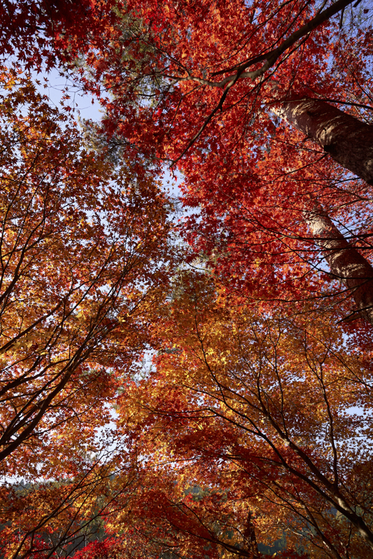 α7S III / Loxia 2.8/21 / 21mm / マニュアル露出（1/1,000秒・F5.6） / ISO 640
