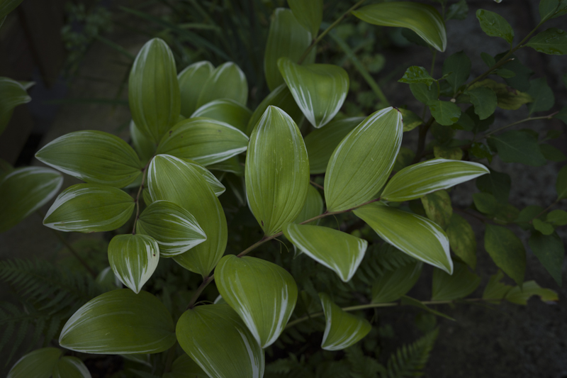自宅の小さな庭というか玄関までの小道に植えられた植物。この脇にあるモミジによって木漏れ日が生まれて優しい陰影を作りだす<br><span class="fnt-85">RICOH GR IIIx／40mm／プログラムAE（F2.8、1/125秒、－1.3EV）／ISO 100／WB：太陽光</span>
