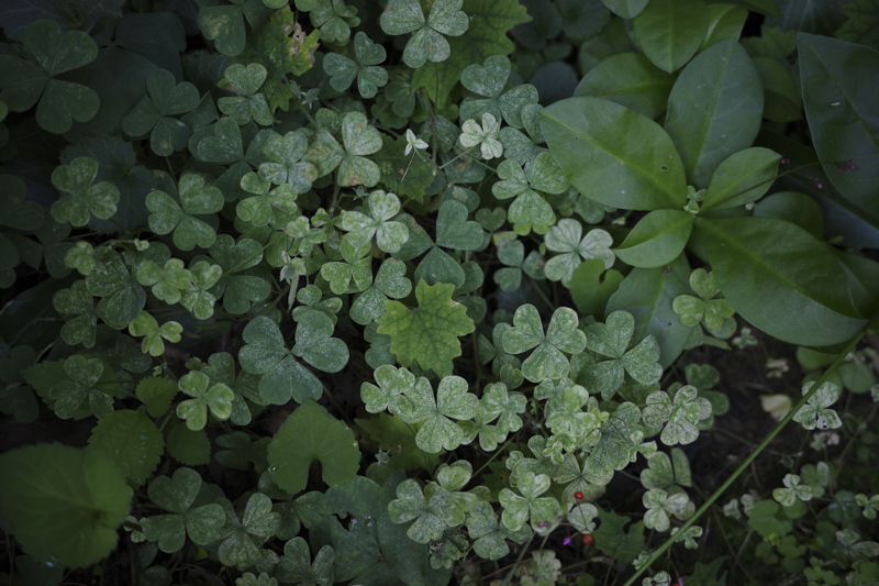 自宅から仕事へ向かうとき、仕事から自宅へ戻るとき。「今日も元気か？」と優しく声を掛けるような気持ちで植物を写している<br><span class="fnt-85">RICOH GR IIIx／40mm／プログラムAE（F2.8、1/40秒、－1.3EV）／ISO 100／WB：太陽光</span>