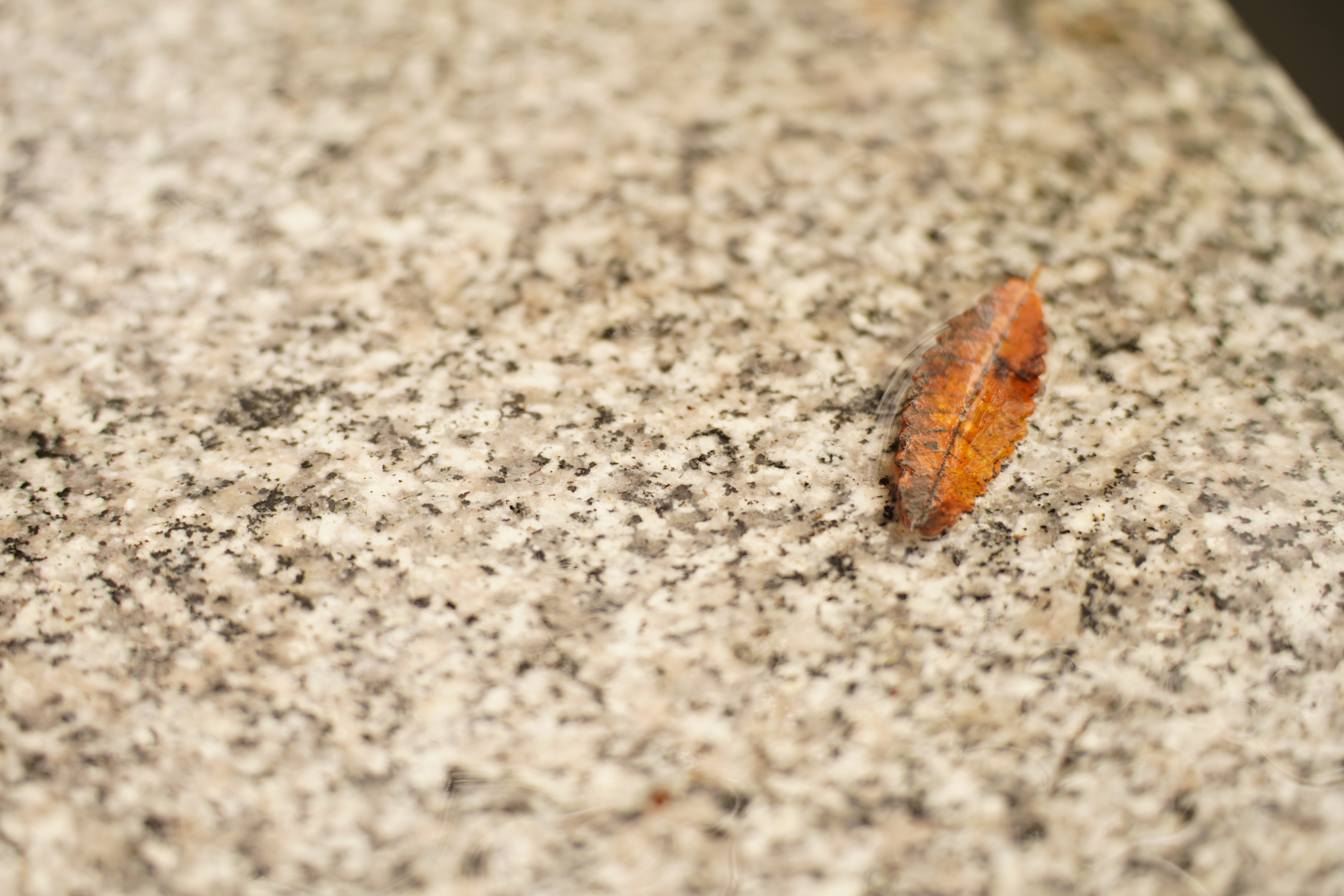 α7 III / 絞り優先AE（F2.8・1/200秒）/ ISO 100 / 88mm