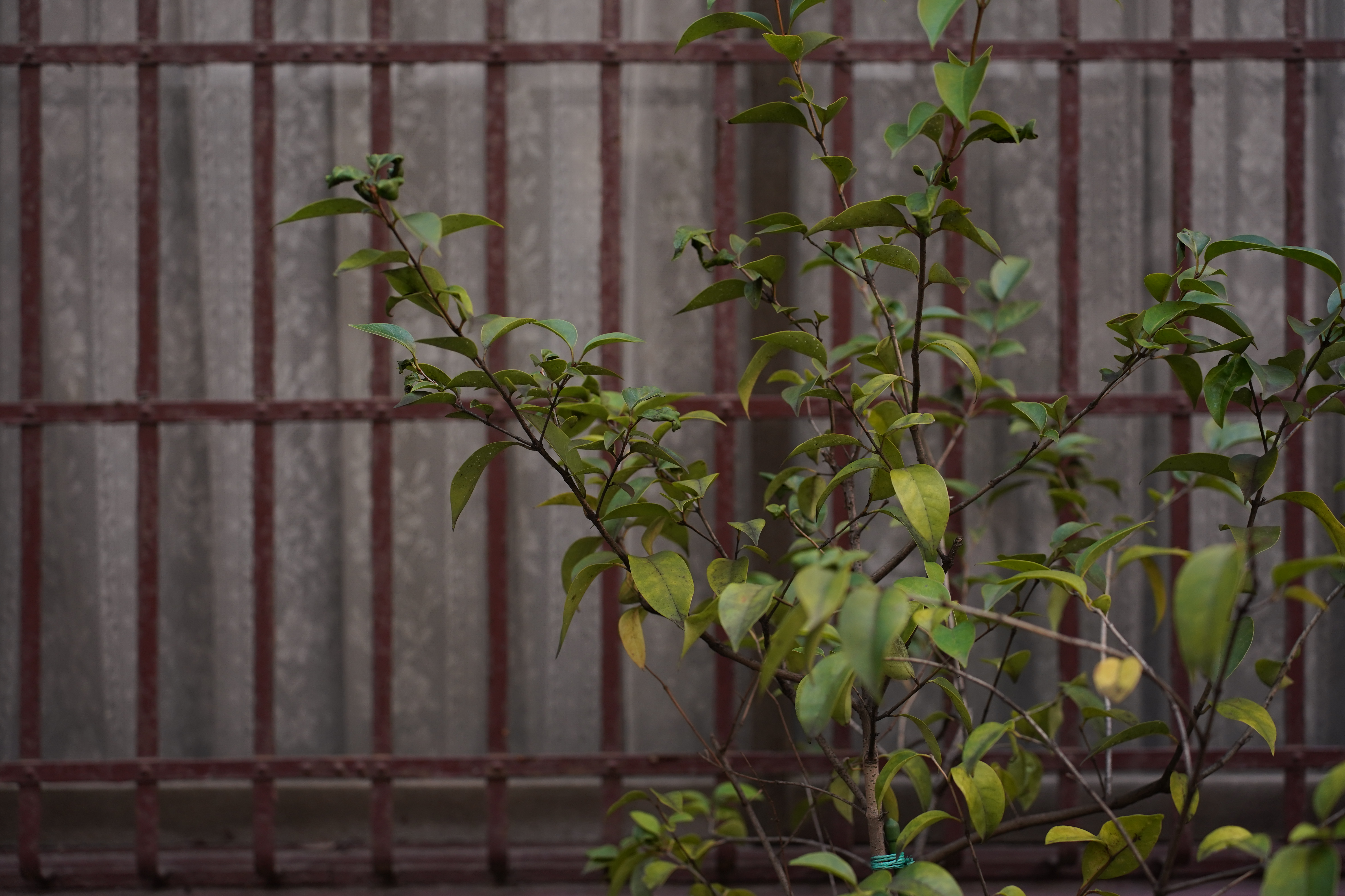 α7 III / 絞り優先AE（F2.8・1/400秒）/ ISO 800 / 52mm