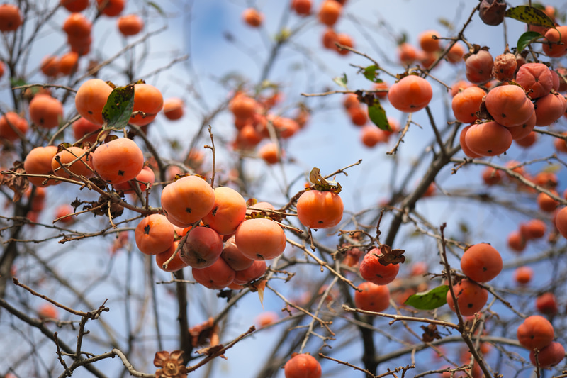 ボケの再現を見るため、カキの木を下から撮影してみました。枝のボケの形を見てやろうという意地悪なテストです。撮影距離は2mと遠いためか絞り開放でも背景は大きくボケませんが、目立ったクセはありません。合焦点は素晴らしくシャープです。<br>ニコンDf　APO-SKOPAR 90mm F2.8 SLIIs（F2.8・1/1,250秒）ISO 100