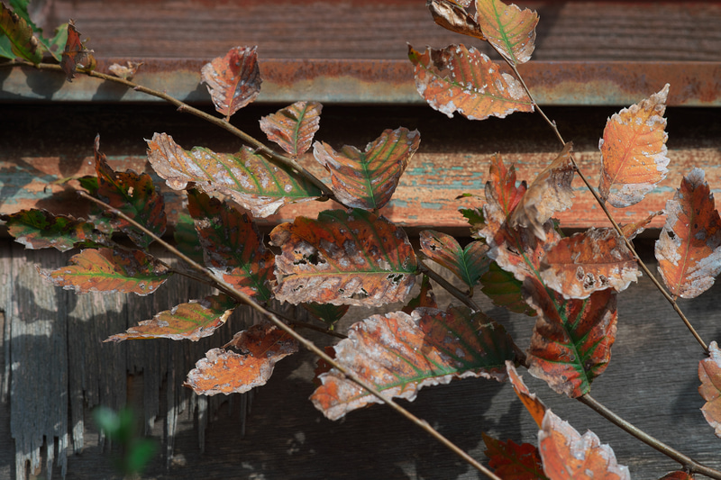 絞りF8に設定して、0.9mの位置から枯葉を撮影。地味なモチーフですが素晴らしく高画質で、ディテールの再現性が素晴らしいです。もうちょっと寄れればなと思うこともあるのですが、性能の維持のためでしょう。<br>ニコンDf　APO-SKOPAR 90mm F2.8 SLIIs（F8・1/500秒）ISO 200