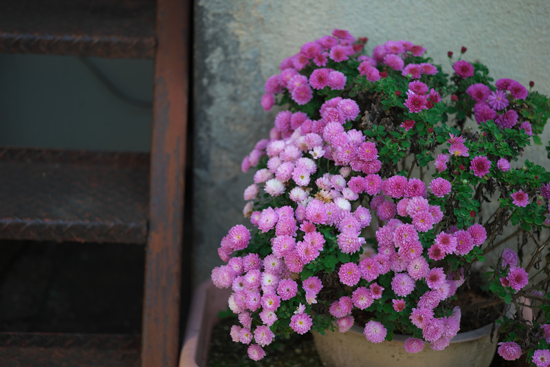 ほんとうは安直に「立体感」などという言い方をするのはイヤなのですが、この写真ではフィルム中判カメラで撮影した写真に似た雰囲気が出ました。古いアパートの階段下、日陰にあった菊ですが、光の集め方が良い感じです。<br>ニコンDf　APO-SKOPAR 90mm F2.8 SLIIs（F2.8・1/800秒）ISO 200