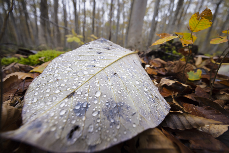 EOS R5／14mm／マニュアル露出（F5.6、1/5秒）／ISO 400／WB：オート