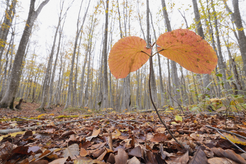 EOS R5／14mm／マニュアル露出（F11、1/15秒）／ISO 400／WB：オート