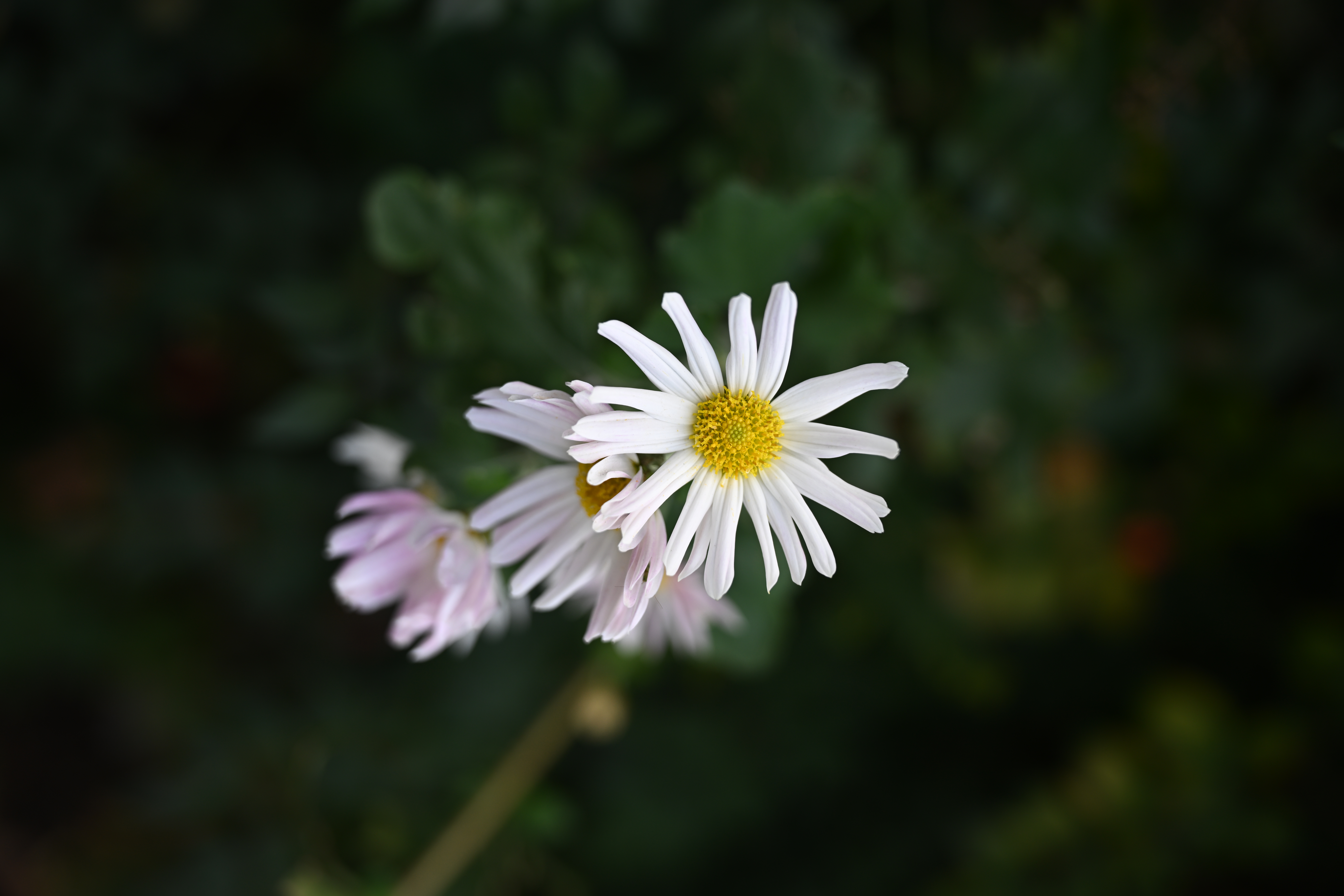 <span class="fnt-85">Nikon Z 9 / NIKKOR Z 24-70mm f/2.8 S（60mm） / 絞り優先AE（F4・1/160秒・-0.7EV） / ISO 100</span>