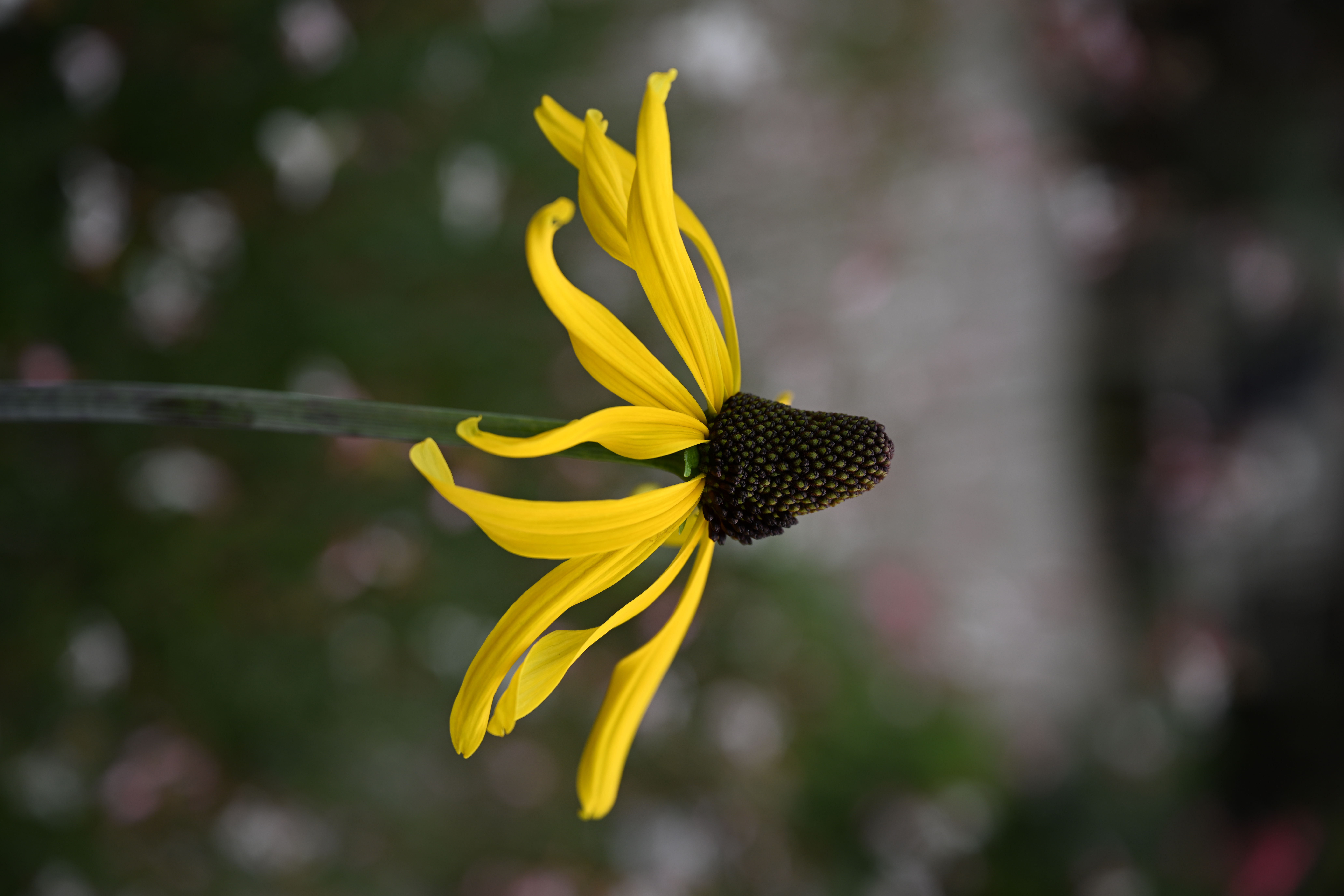 <span class="fnt-85">Nikon Z 9 / NIKKOR Z 24-70mm f/2.8 S（70mm） / 絞り優先AE（F4・1/640秒・±0EV） / ISO 100</span>