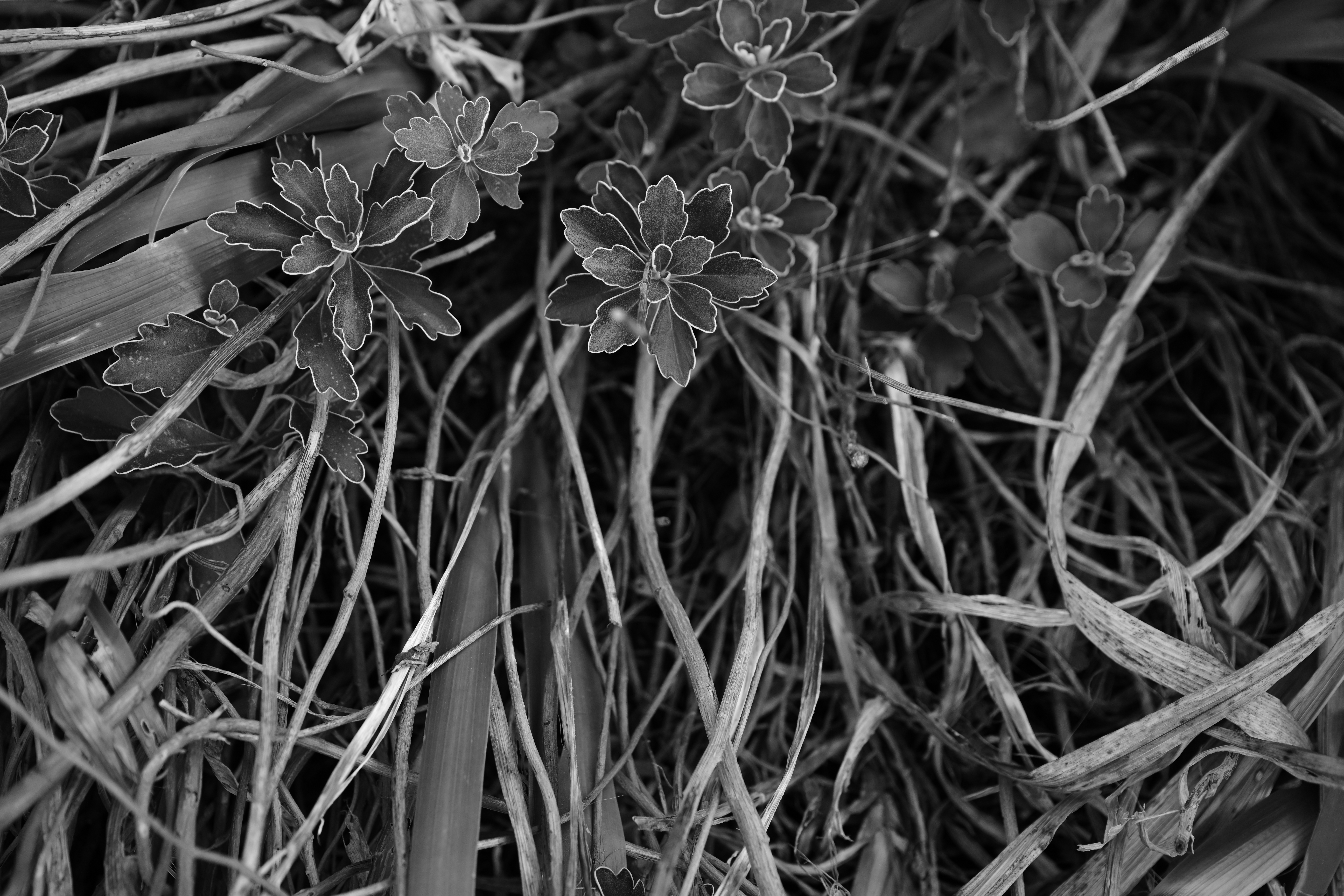 <span class="fnt-85">Nikon Z 9 / NIKKOR Z 24-70mm f/2.8 S（43mm） / 絞り優先AE（F4・1/250秒・-1.0EV） / ISO 400</span>