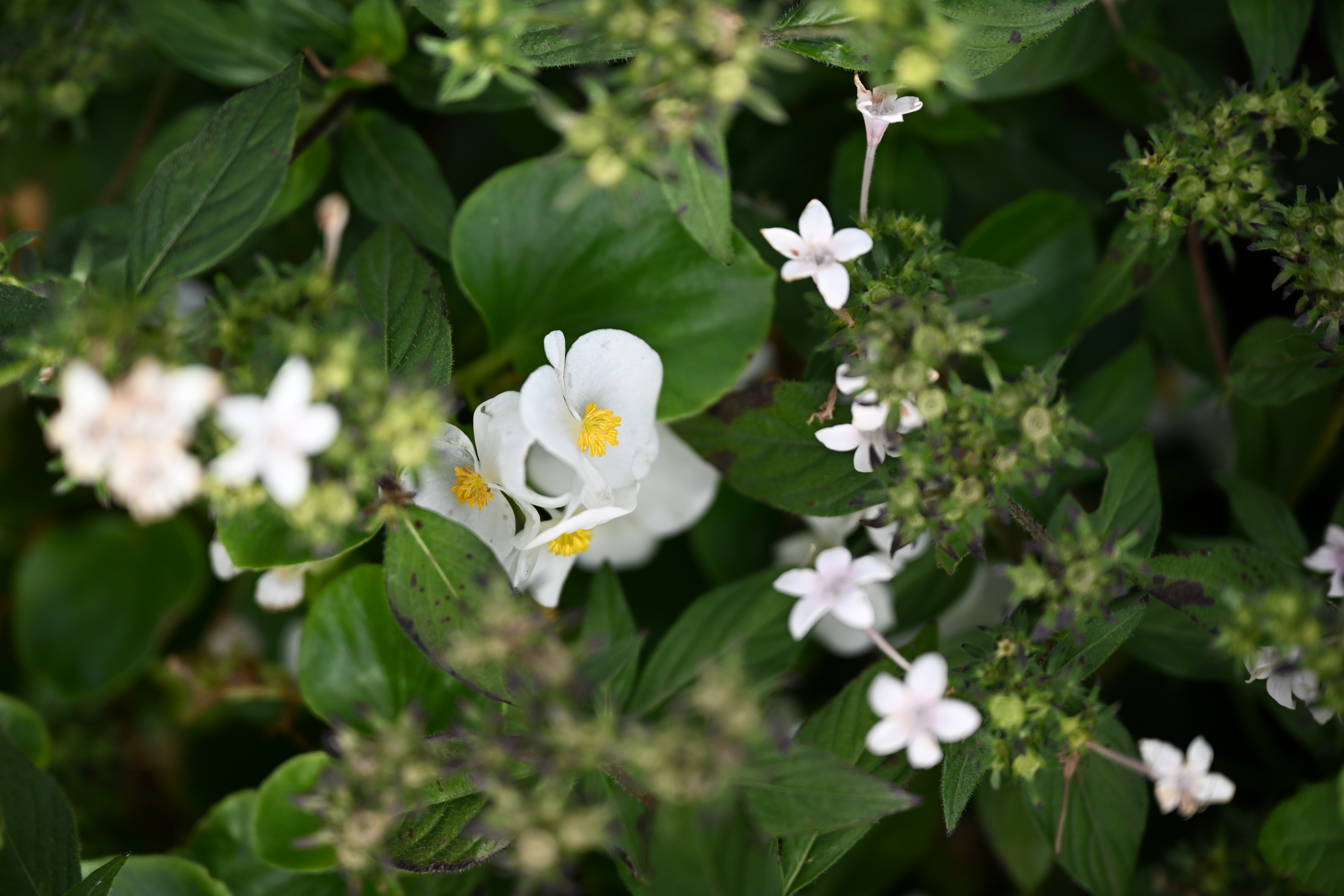 <span class="fnt-85">Nikon Z 9 / NIKKOR Z 24-70mm f/2.8 S（70mm） / 絞り優先AE（F3.2・1/1,250秒・+0.3EV） / ISO 250</span>