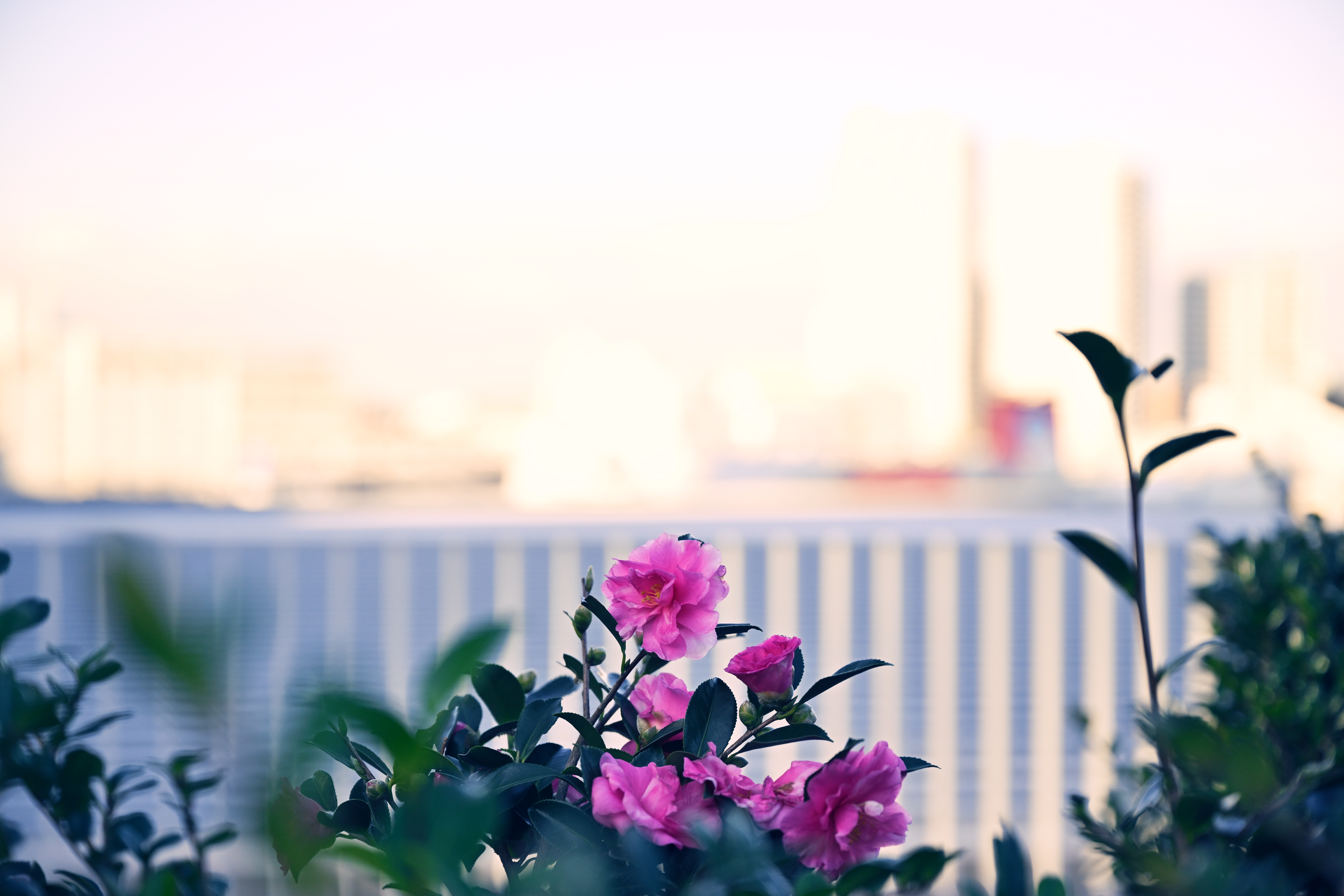 <span class="fnt-85">Nikon Z 9 / NIKKOR Z 24-70mm f/2.8 S（70mm） / 絞り優先AE（F3.5・1/1,250秒・+1.7EV） / ISO 400</span>