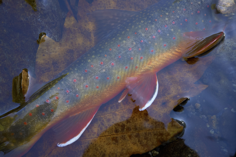 α7S III / Batis 2/40 CF / マニュアル露出（1/125秒・F11） / ISO 1600