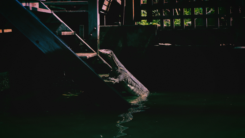 水上マーケットで突然目に飛び込んできた生き物。こんな風景も現地の人にとっては当たり前の光景なのでしょう。ちょっとびっくりしましたけどね（笑）