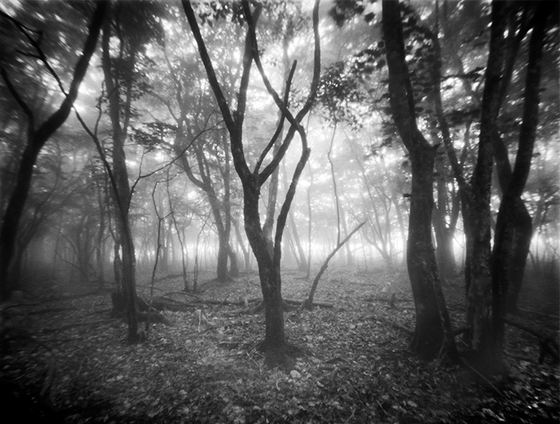 「霧の雑木林」（神奈川県山北町）　撮影機材：ピンホールカメラ2号（超広角）