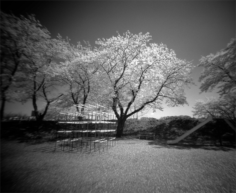「公園の染井吉野」（神奈川県愛川町）　撮影機材：ピンホールカメラ2号（超広角）