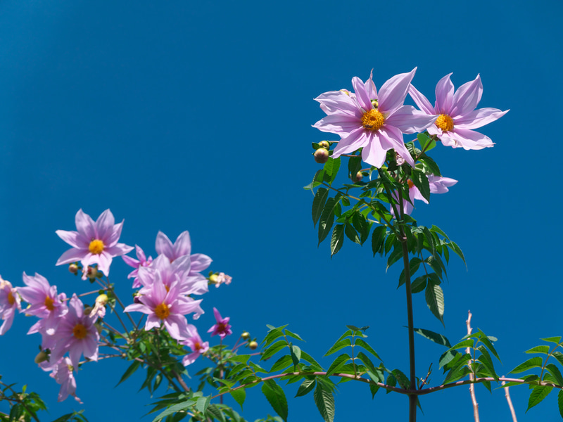 皇帝ダリアと呼ばれるそうです。最近は街角でもよく見かけますね。意外と高いところに咲いているものですからGRのような単焦点のコンパクトでは撮るのを諦めたりしますが、LX100 IIはちょうどいい感じでした。ヌケもよく申し分ない高画質ぶり。<br>LUMIX LX100 II（F3.5・1/2,000秒）ISO 200