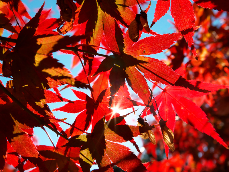 マクロモードに切り替えて紅葉に寄って撮影。どこにマクロ切り替えレバーがあったかなとふと考えてしまうわけです。少し経つと忘れてしまうわけです。見つけたからいいけど。<br>LUMIX LX100 II（F5.6・1/1,600秒）ISO 400