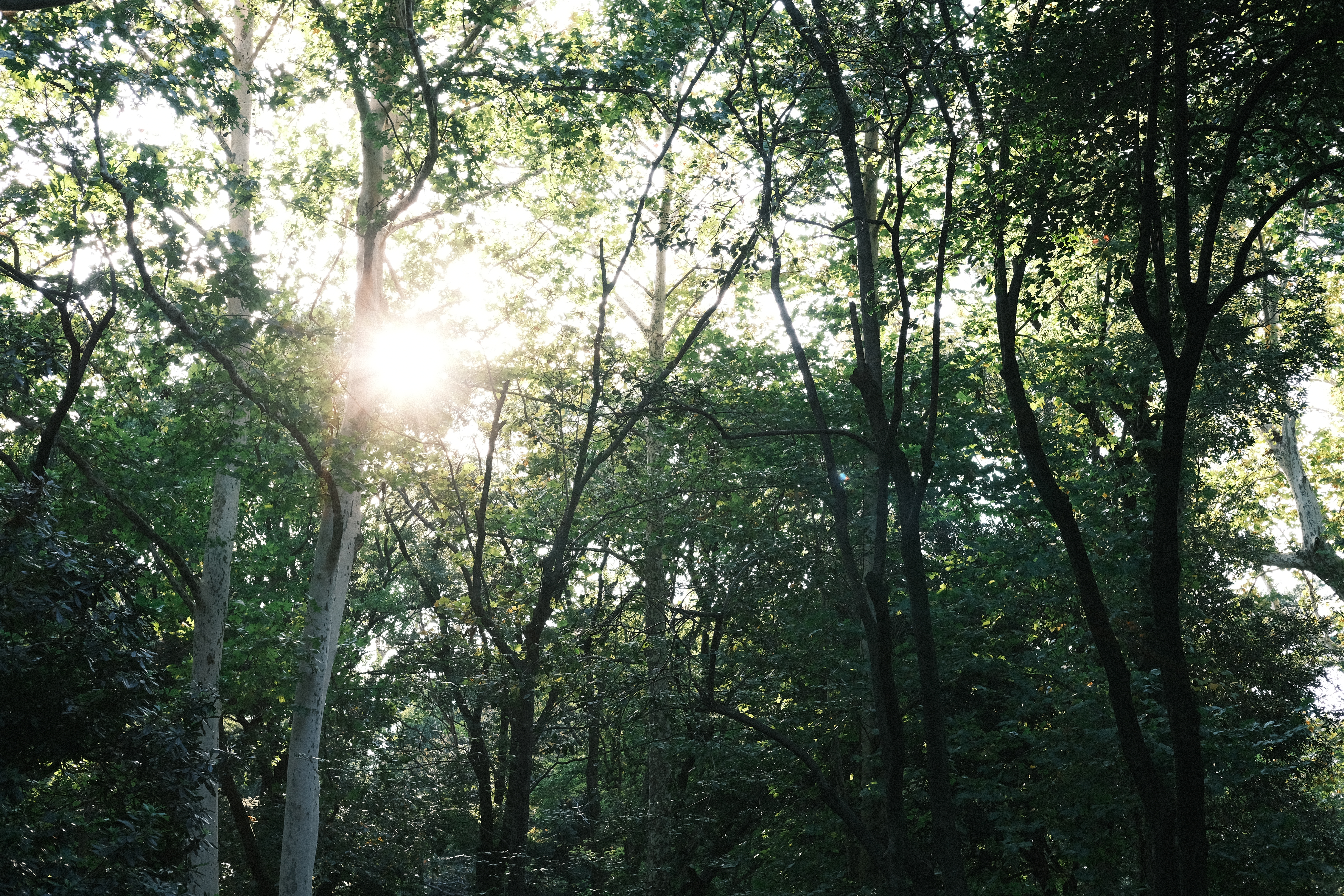 緑が多い公園を歩いていたら、木々の隙間から太陽の光が差し込んできた。クラシックネガはこのシーンをドラマチックに再現した。自分用にカスタマイズしたパラメーターも思い通りの仕上がりになった。<br>X-E4　XF35mm F2 R WR（絞りF5.6）ISO 800
