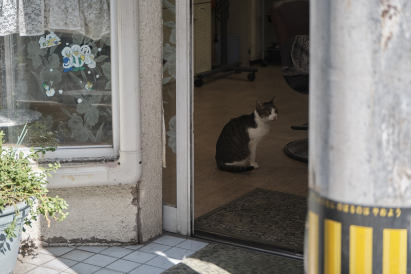 X-T4 / Touit 2.8/50M / マニュアル露出（1/2,000秒・F2.8） / ISO 320