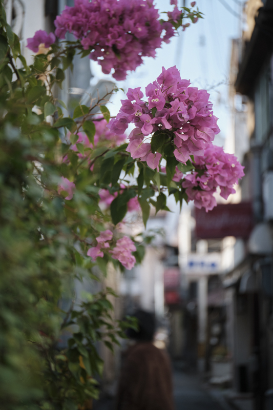 X-T4 / Touit 2.8/50M / マニュアル露出（1/2,000秒・F2.8） / ISO 320