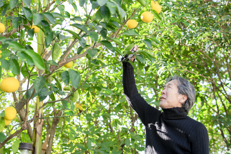 自宅の庭に植えられていた夏みかんをGR IIIxで写す上田さん。ポートレートを写すための取材側からのリクエストでありながら、この瞬間に美しい写真をさりげなく写してくれた