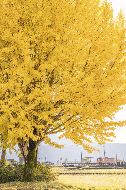 EOS R5／70mm／マニュアル露出（F6.1、1/160秒）／ISO 200／WB：オート