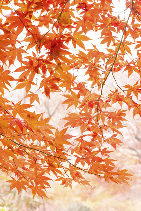 EOS R5／90mm／マニュアル露出（F10、1/20秒）／ISO 800／WB：オート