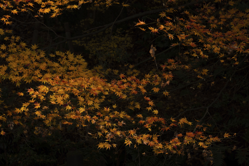 EOS R5／200mm／マニュアル露出（F10、1/50秒）／ISO 200／WB：オート