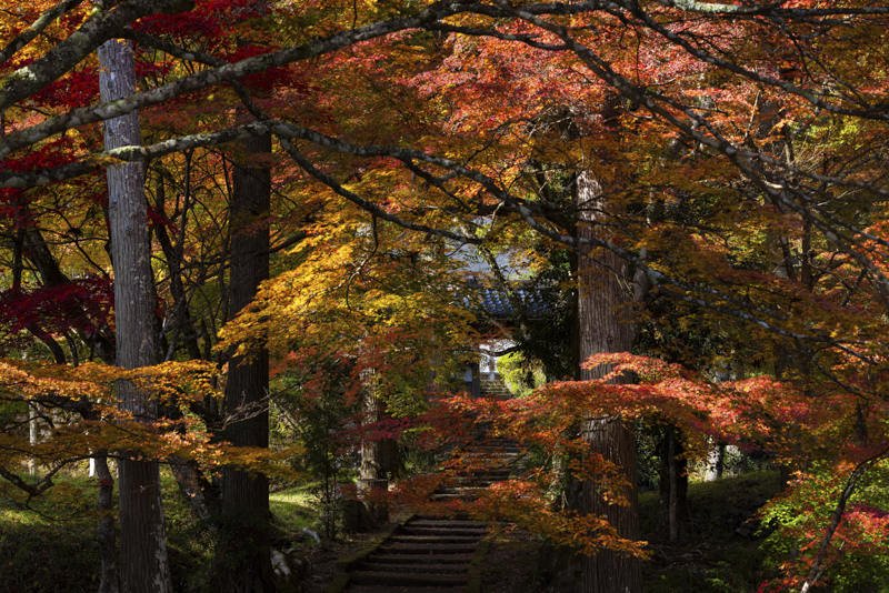 EOS R5／70mm／マニュアル露出（F7.1、1/160秒）／ISO 320／WB：オート