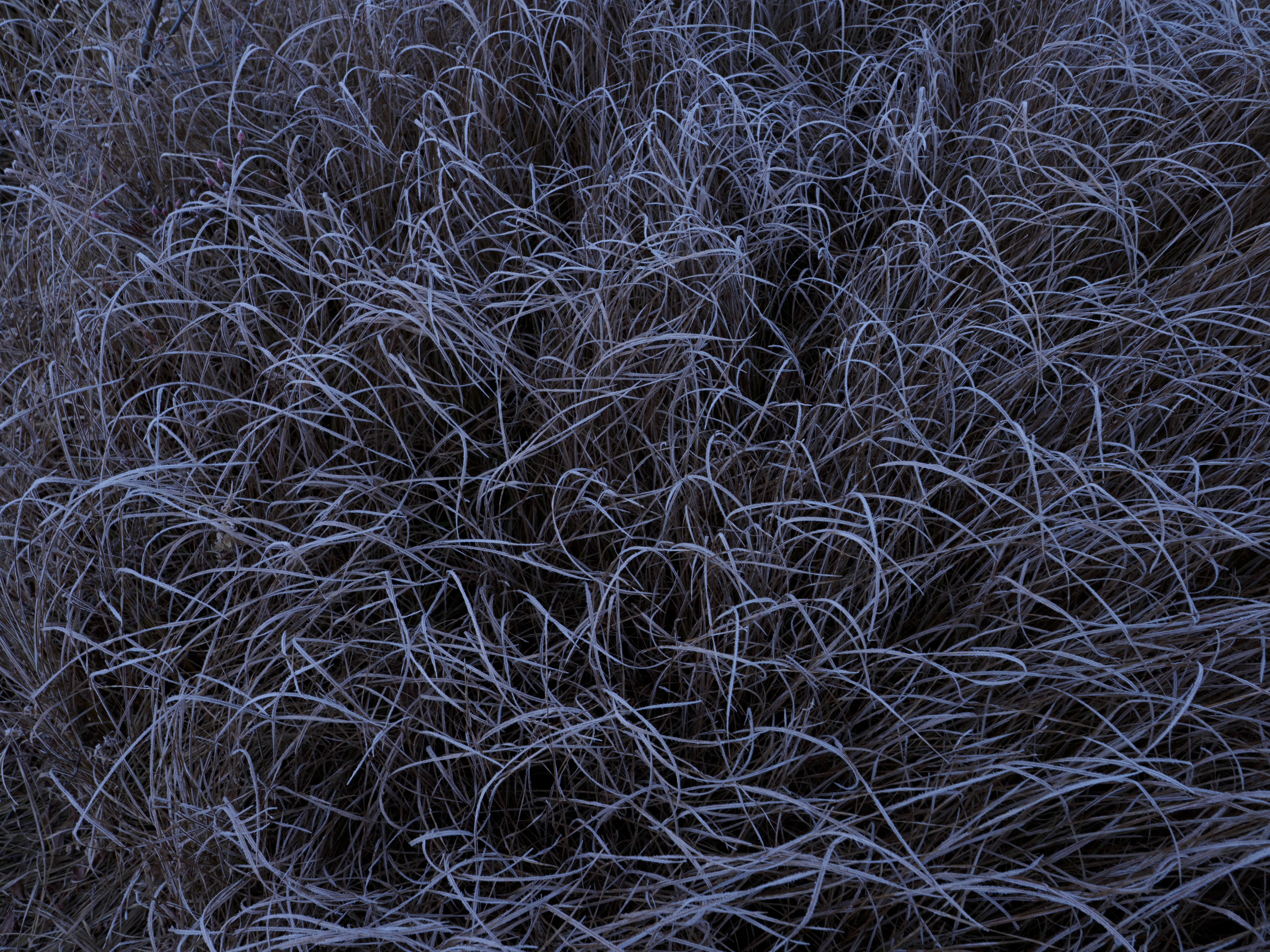 霜が降りた草の曲線の美しさを表現した。まだ朝日が昇る前だったので、シャッター速度を稼ぐためにISO 800にアップして撮影したが、ノイズを感じることなく繊細な曲線美を描写してくれた（手持ちハイレゾショットON）<br><span class="fnt-85">OM-D E-M1 Mark III／M.ZUIKO DIGITAL ED 8-25mm F4.0 PRO／12mm（24mm相当）／絞り優先AE（F5.6、1/40秒、-1.7EV）／ISO 800／WB：晴天</span>