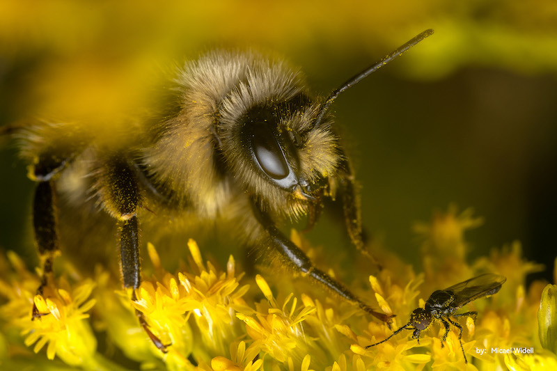 各サンプル画像は焦点工房提供。以下同