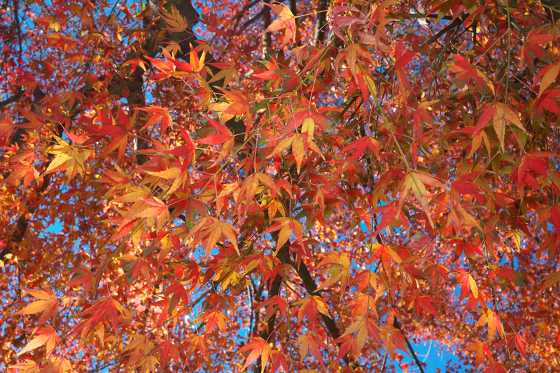 情緒を重んじる花鳥風月写真でもスピードライト光を浴びせかけてしまうという、情け容赦のない筆者です。嘘です。日中シンクロの効果をただ試してみたかったわけです。<br>Z fc　NIKKOR Z 28mm f/2.8 Special Edition（F11・1/200秒）ISO 400