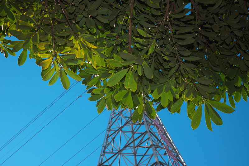 これも日中シンクロしています。不思議な非日常的な画になりました。スピードライトを使わなければ、葉っぱの部分は真っ暗ですね。絞りを少しずつ変えて、背景の青空とのバランスが最適と思われる画を選んでみました。<br>Z fc　NIKKOR Z 28mm f/2.8 Special Edition（F9・1/200秒）ISO 200