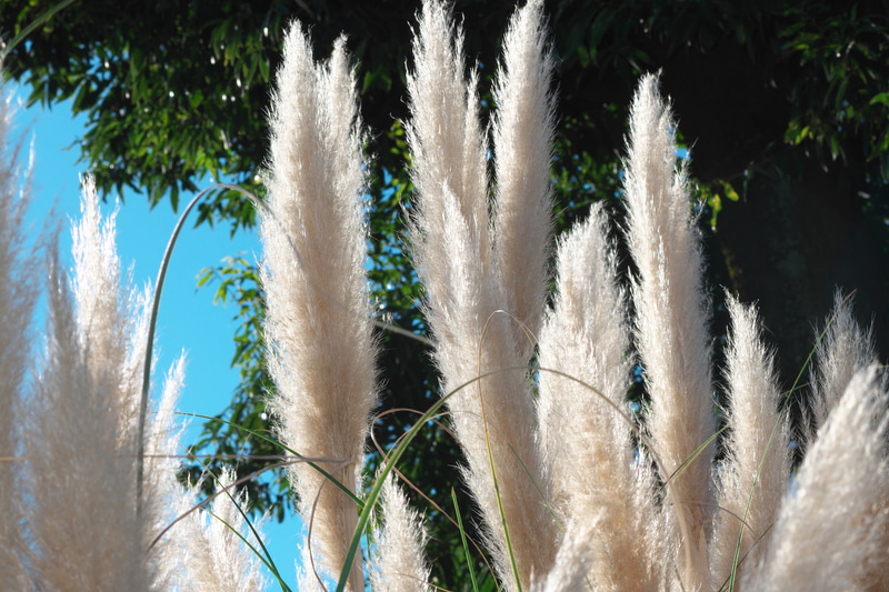 現役時代は欲しくて欲しくて仕方なかった望遠ズームの代表格でした。F値は暗いけど、ミラーレスならファインダーが暗くならないから関係ないです。素晴らしくよく写りますが、ズームリングが経年変化でスカスカです。<br>Z fc　Zoom-NIKKOR 80-200mm f/4.5（F8・1/125秒）ISO 125