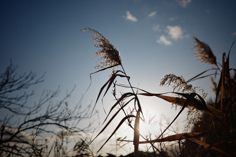 JPEG撮って出しでこの雰囲気が出てくれるのがお気に入り。本当に適当に撮ったので中央のススキにはピントが合っていないのですが、これはこれでアリだな･･･と思わせる独特の空気感を出してくれるカメラです。<br>RICOH GR IIIx / 絞り優先AE（F2.8・1/1600） / ISO 100